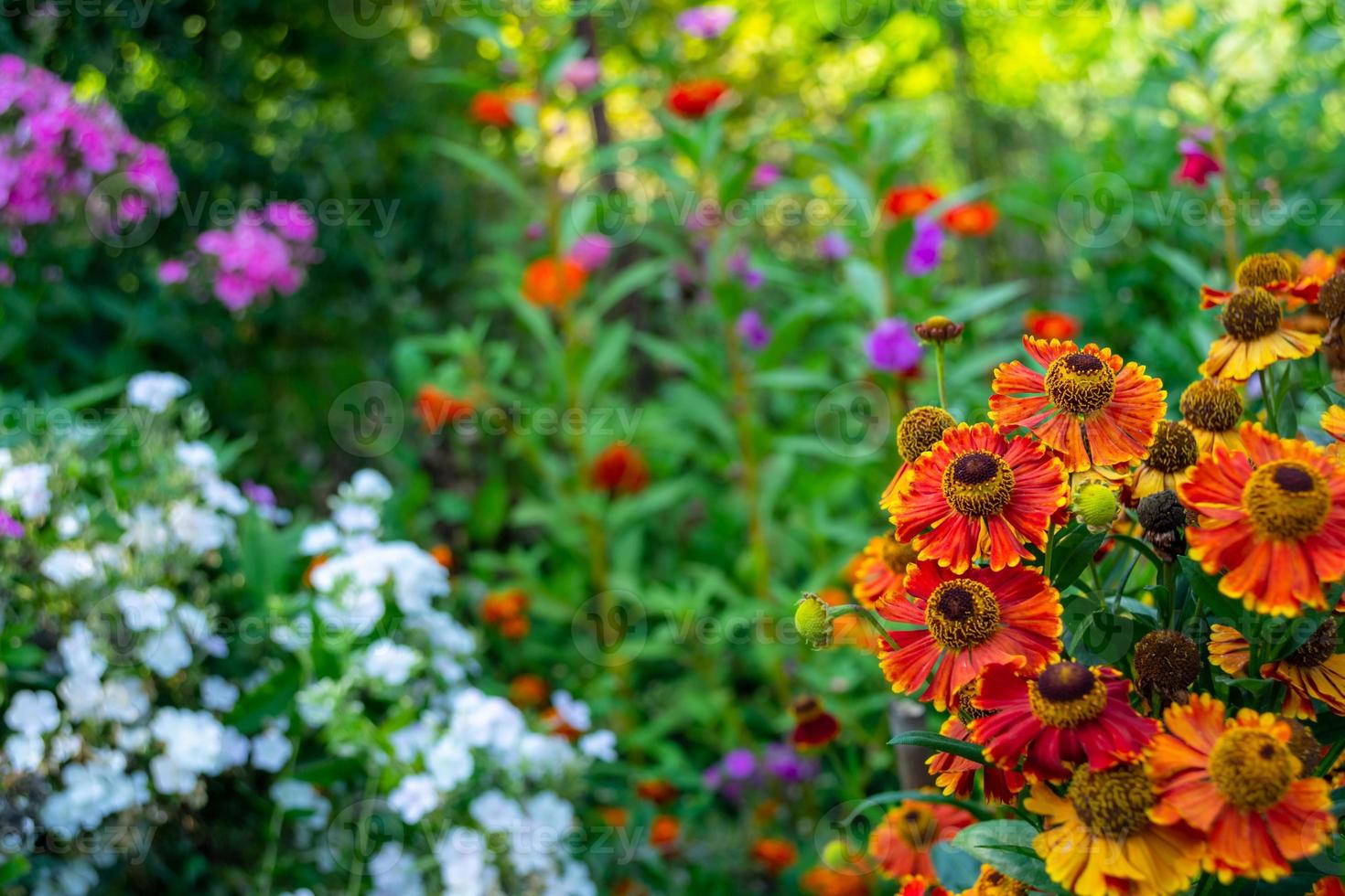 helenium höst i trädgården mot bakgrund av färgglada blommor. foto
