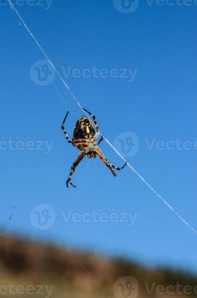spindel och web foto