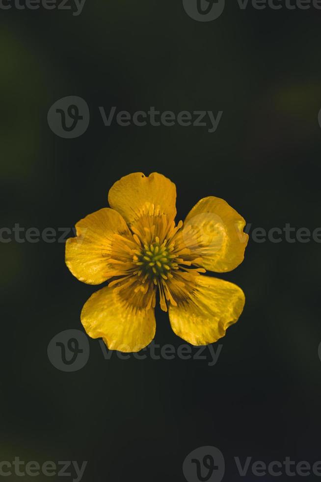 makro skott gul blomma bakgrund foto