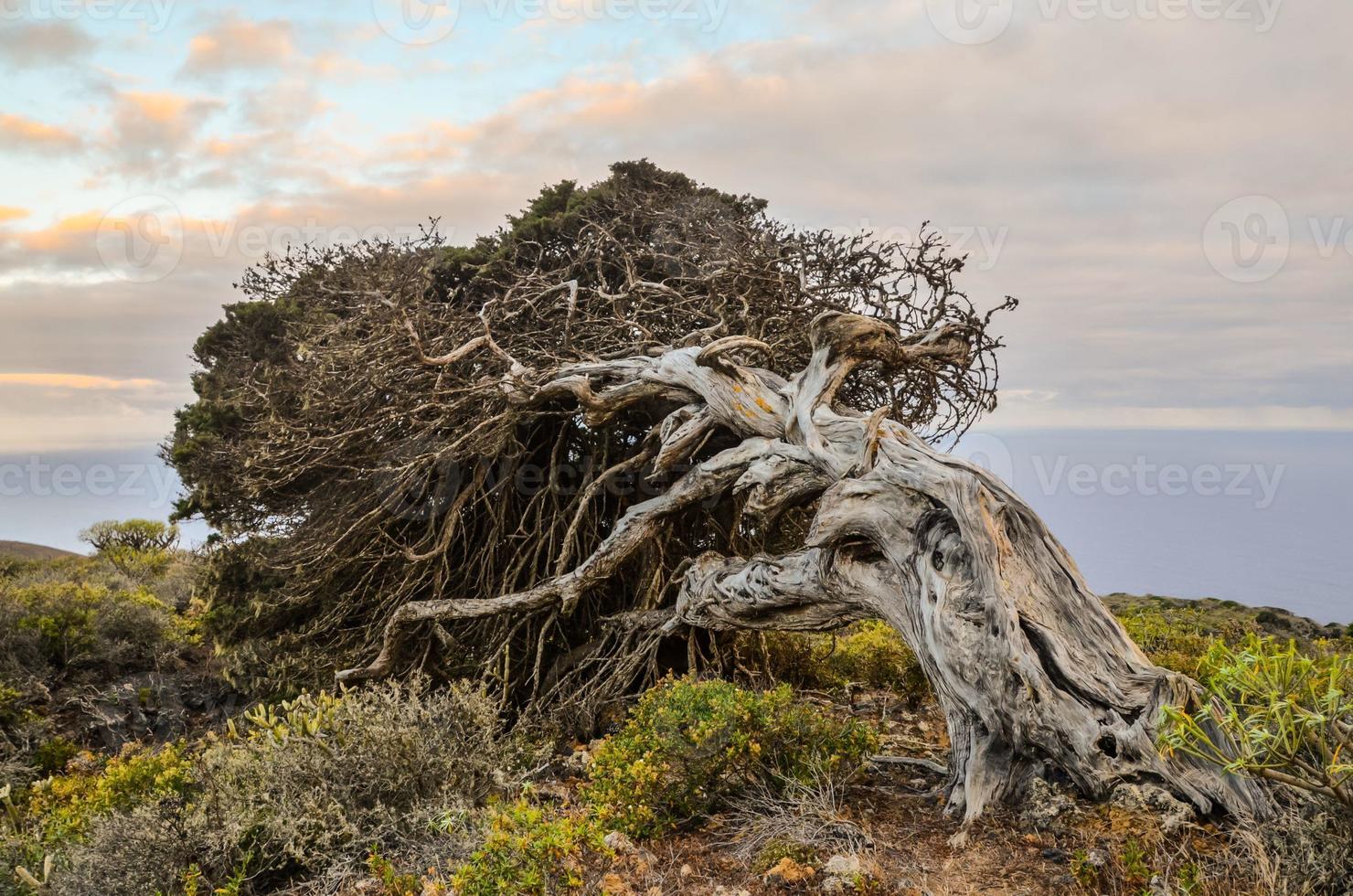 knotiga enbärsträd format av vinden foto