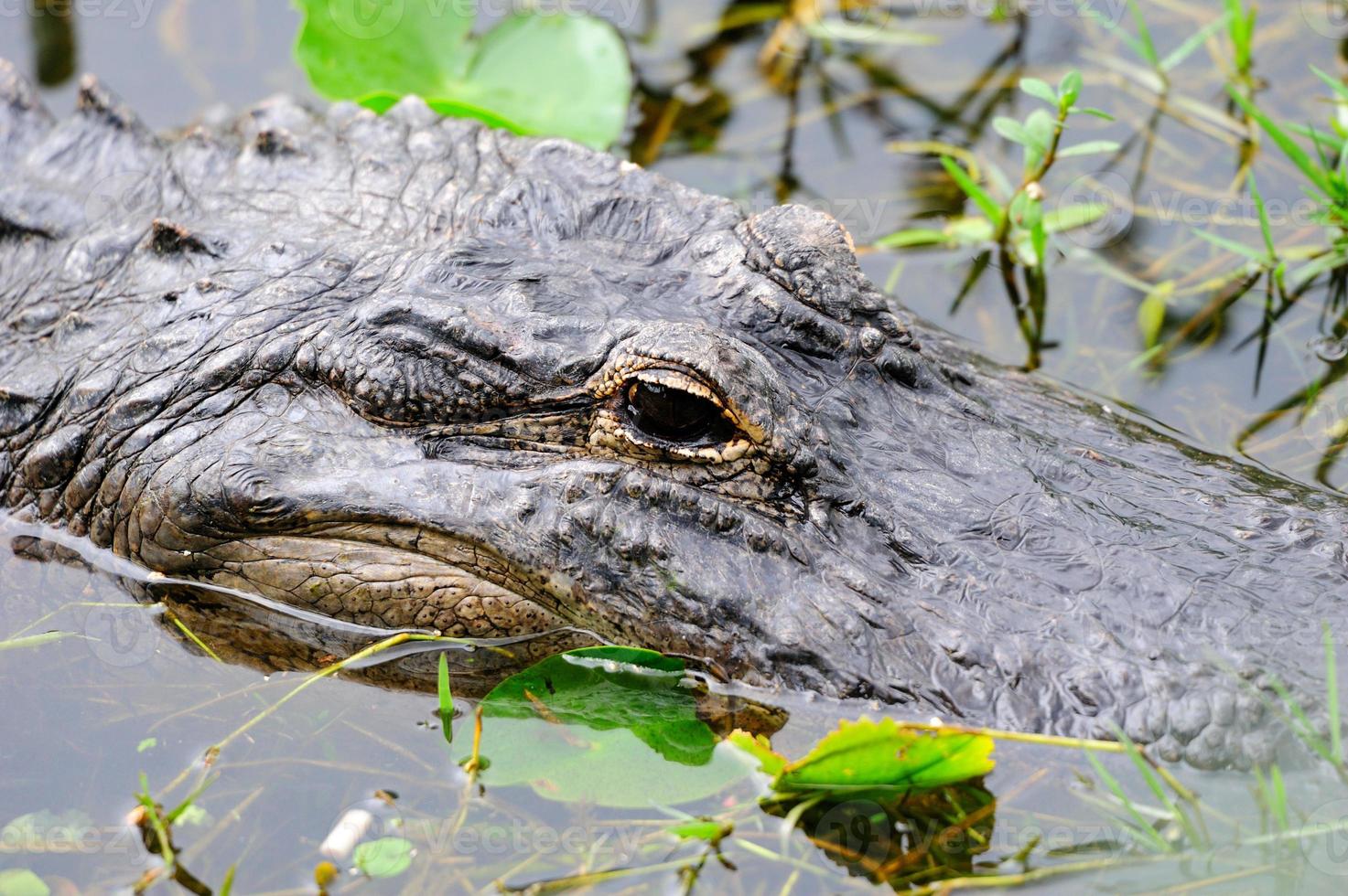 alligator närbild i vilda foto