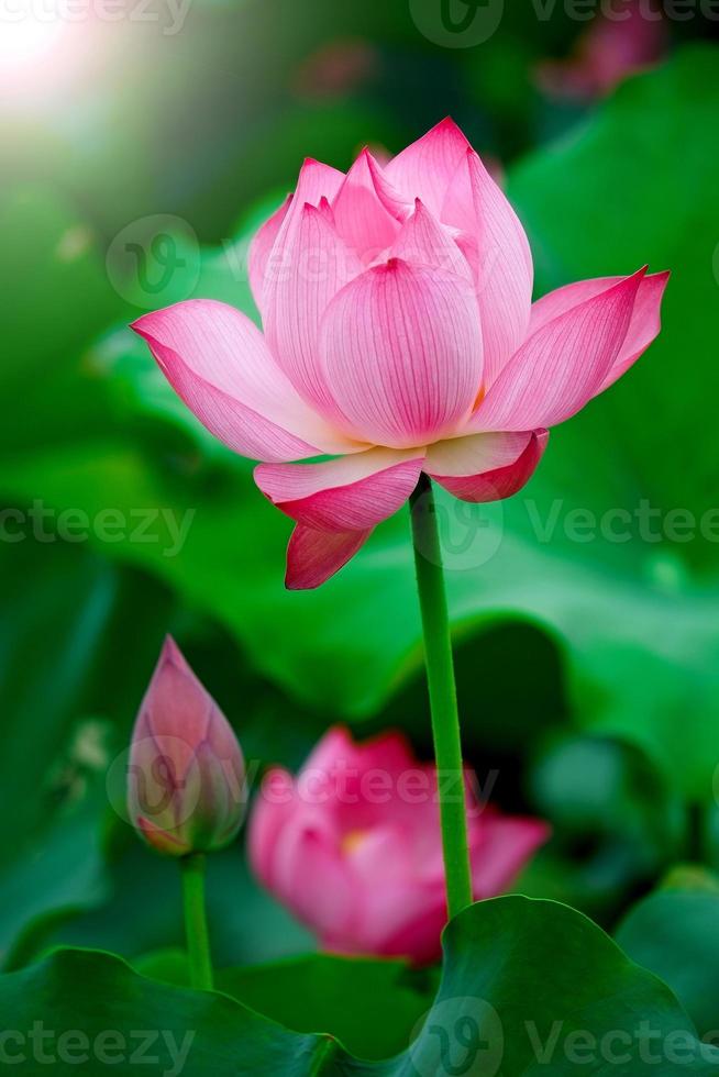 Lotus blomma foto