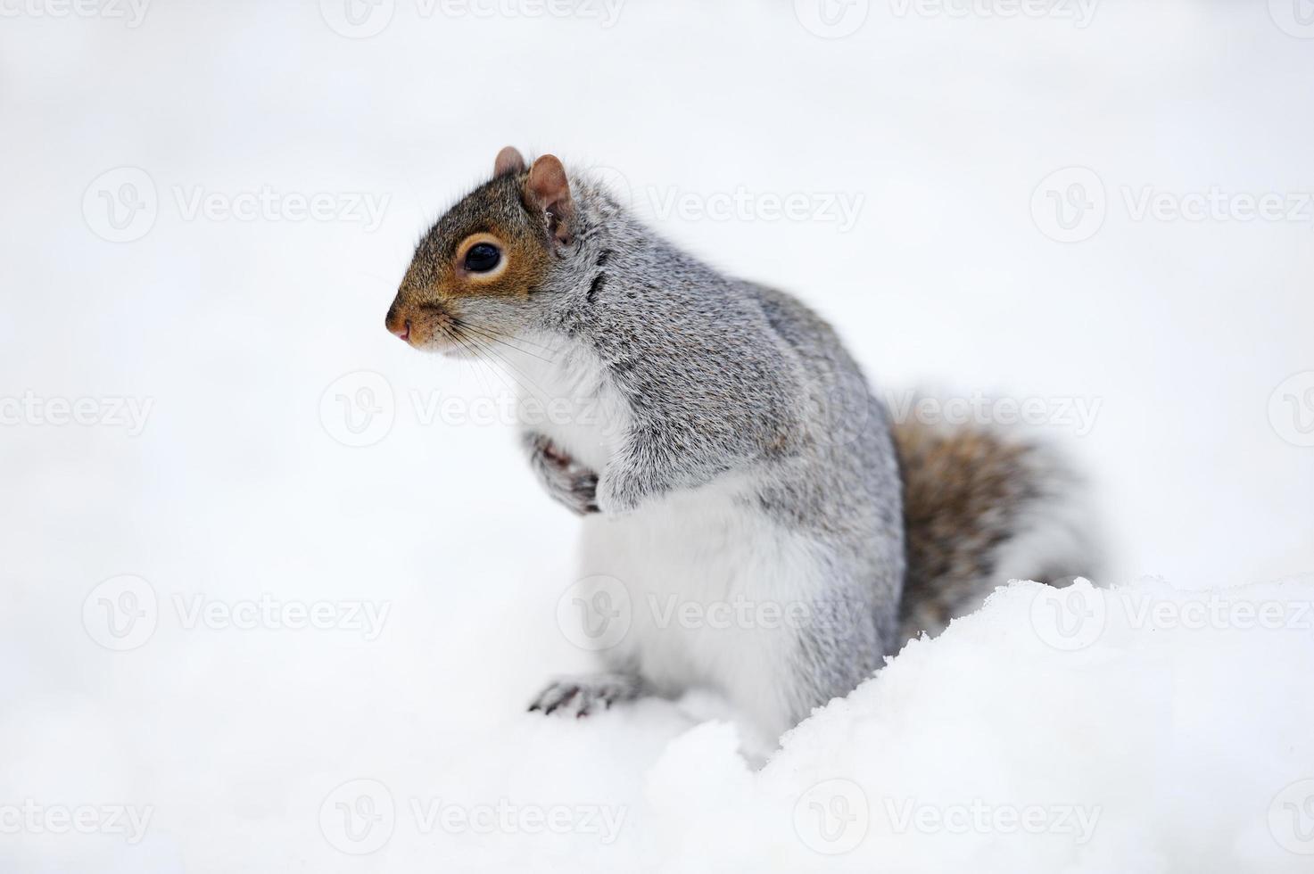 ekorre med snö på vintern foto