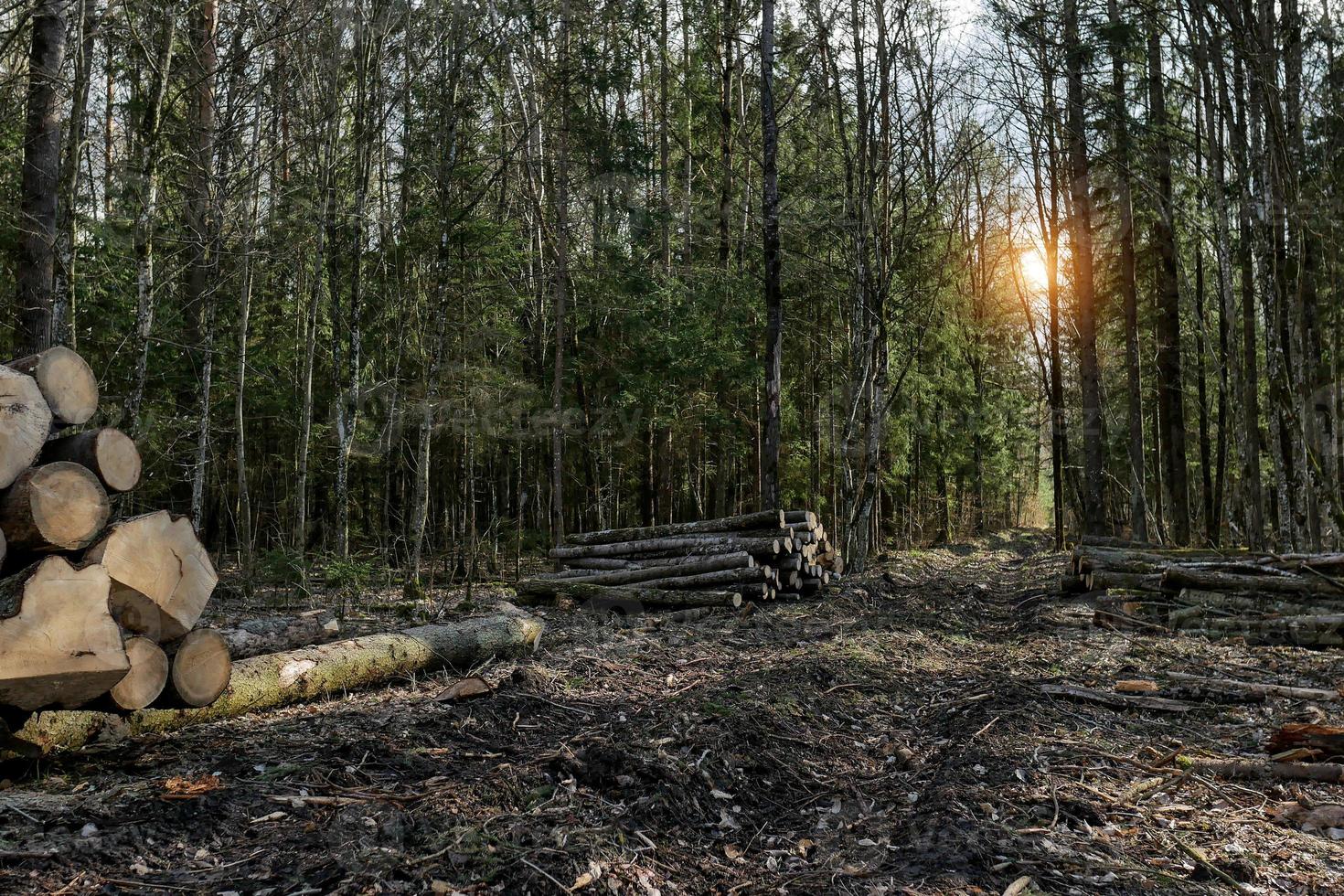 sågade stockar i skogen. skogsindustri. vårväg foto