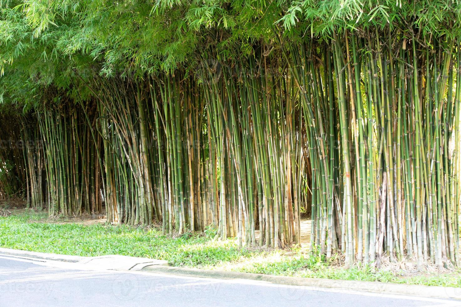 rad av gröna bambu träd gångväg med rad av bambu träd i parken. foto