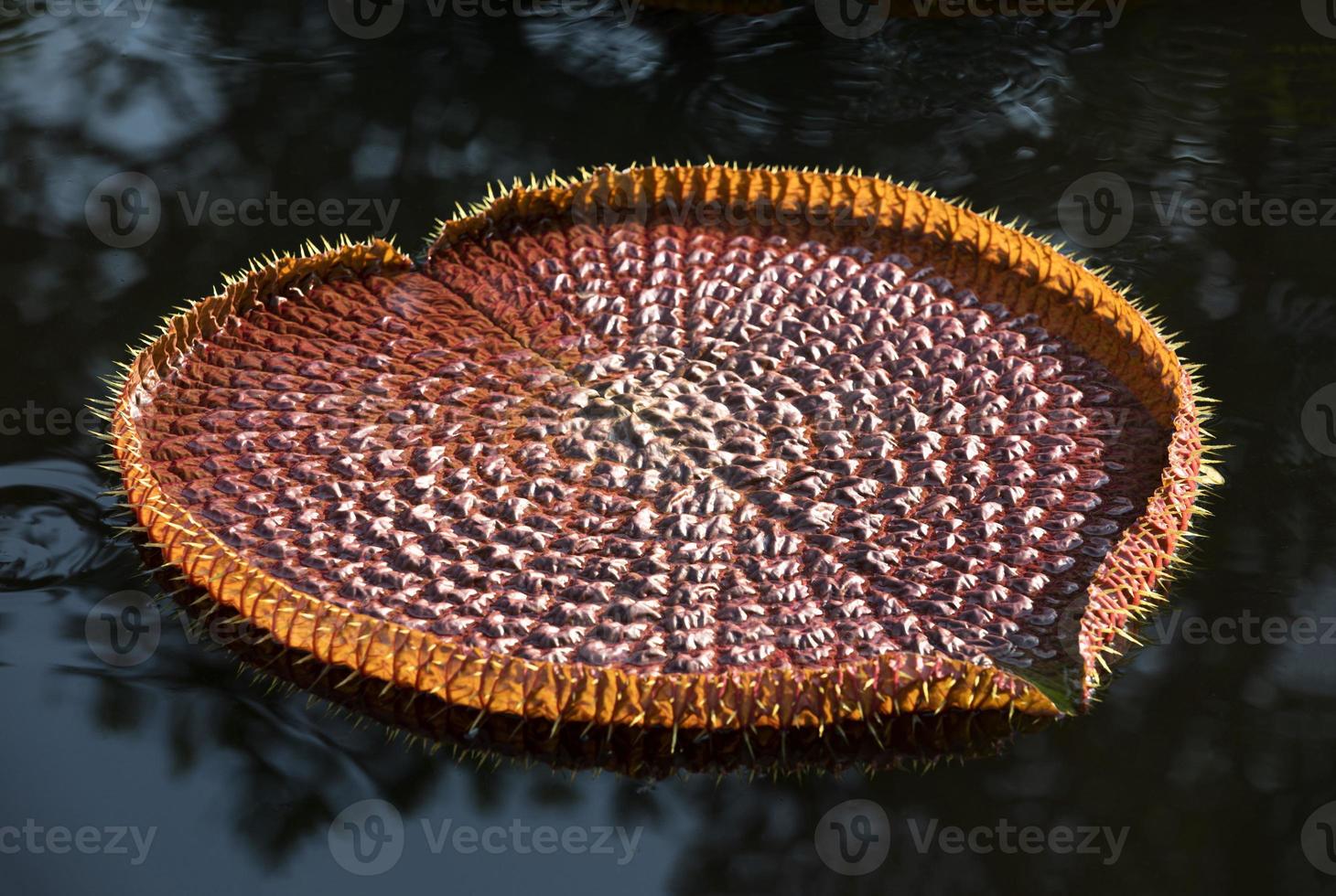 jätte victoria lotusblad flyter på vattenytan foto