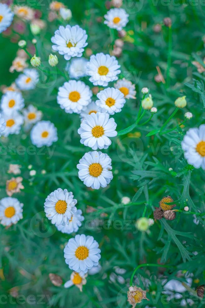 närbild på vit tusensköna fält under morgonens solljus. vacker vit tusensköna blomma på grönt gräs. friskhet koncept. blomning av tusenskönor. oxeye daisy, leucanthemum vulgare foto