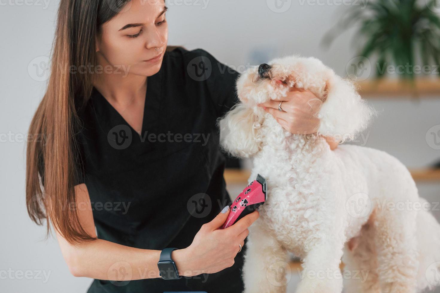 närbild. söt liten hund är i grooming studio foto