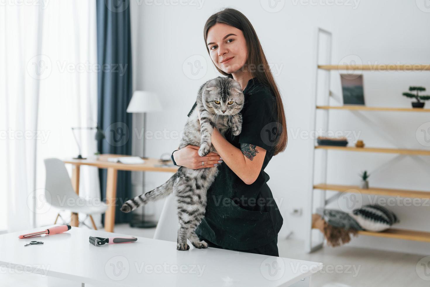 håller djuret i händerna. skotsk fold katt är i grooming salong med kvinnlig veterinär foto