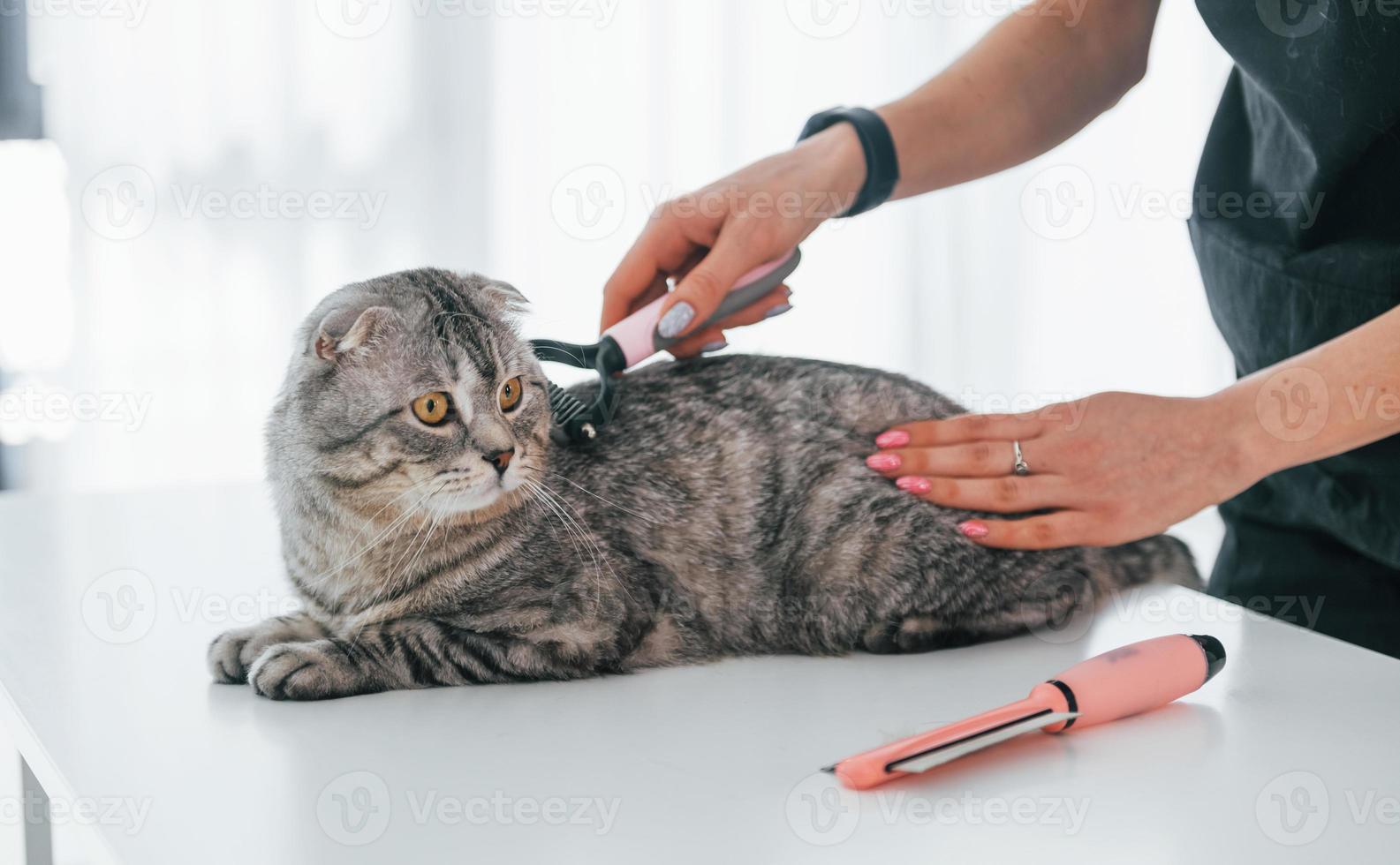 rengöring av håret med en borste. skotsk fold katt är i grooming salong med kvinnlig veterinär foto