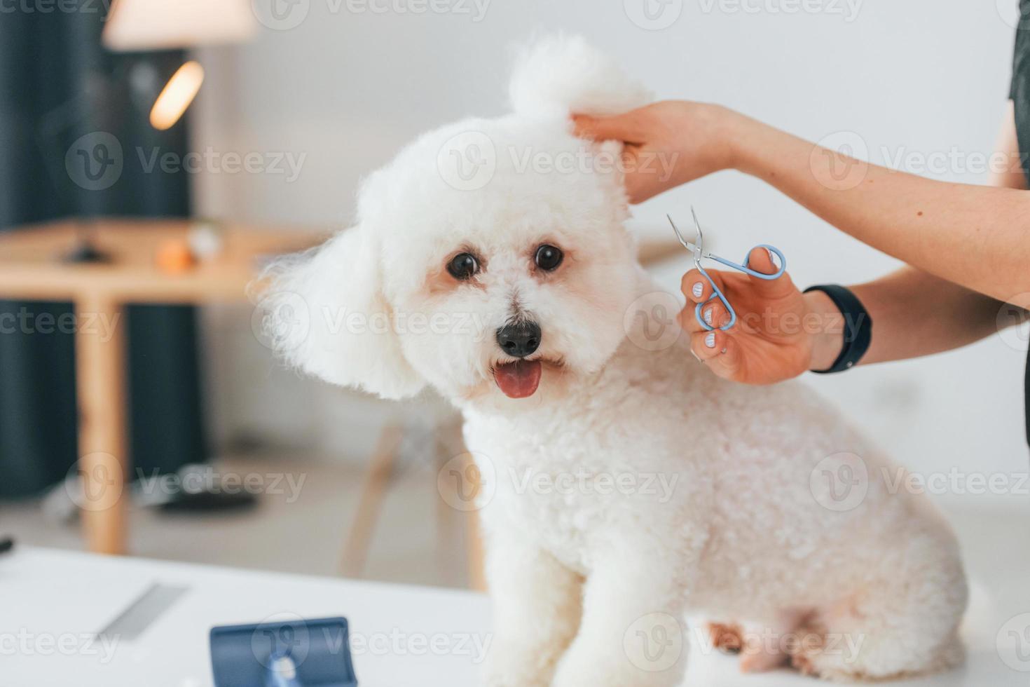 klippa fluffigt hår. söt liten hund är i grooming studio foto