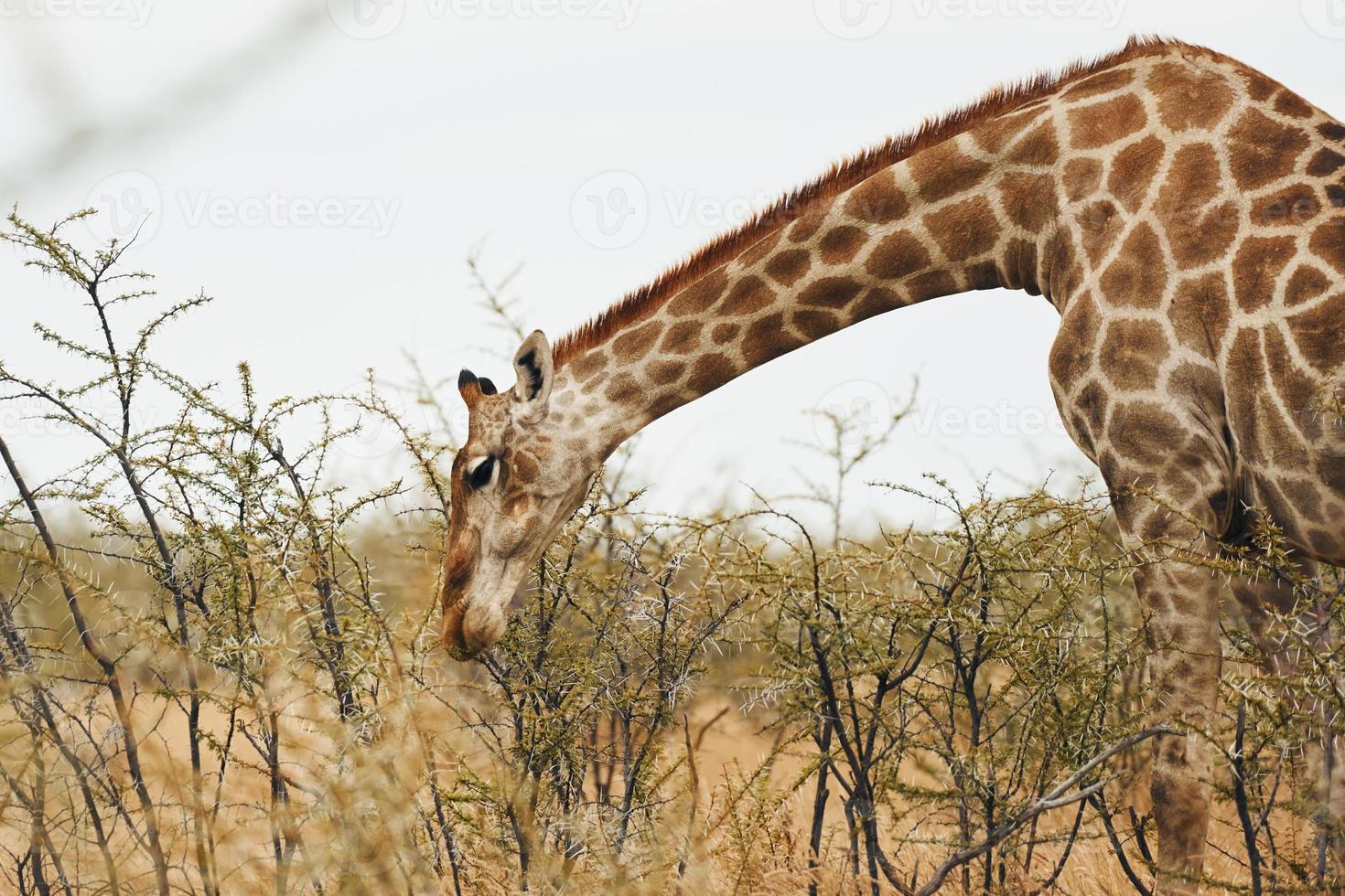 giraff är utomhus i det vilda djurlivet i Afrika foto