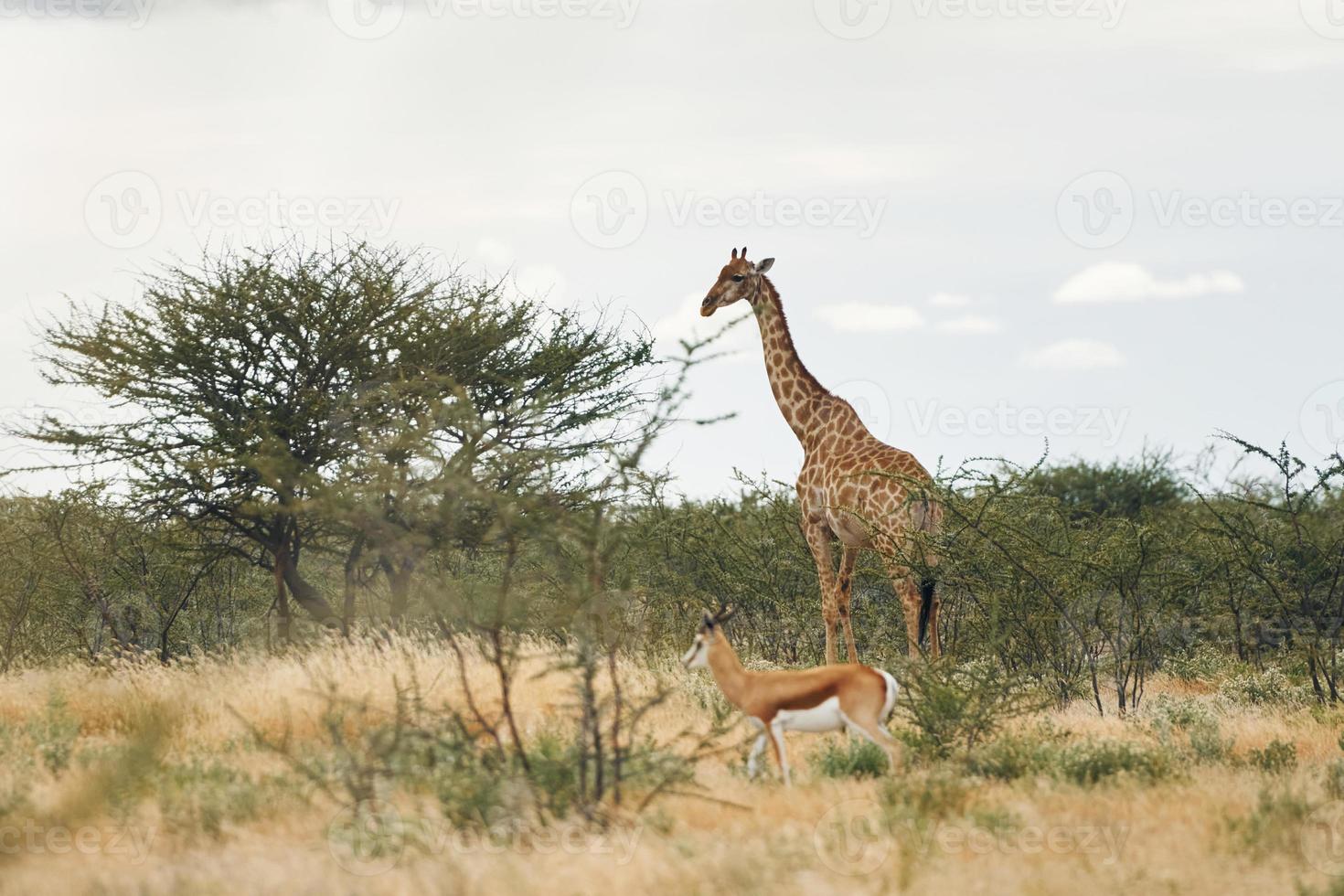 giraff är utomhus i det vilda djurlivet i Afrika foto