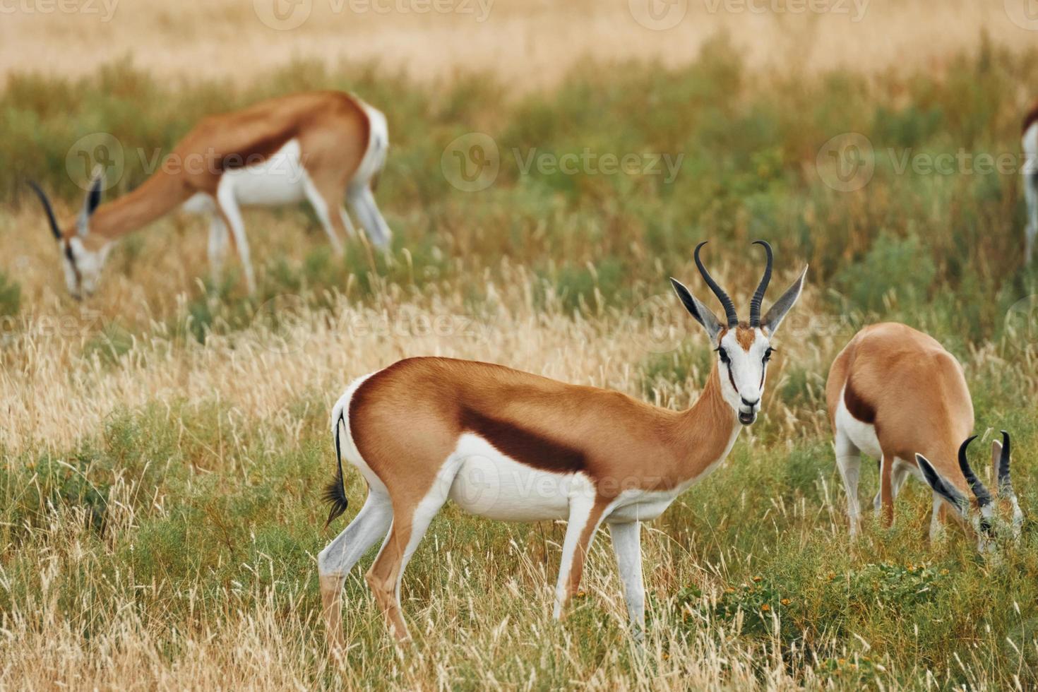 tillsammans på gräsmattan. anthelopes är i det vilda djurlivet utomhus i Afrika foto