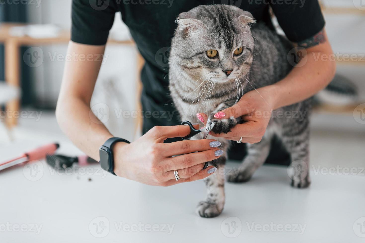 kollar naglarna på tassen. skotsk fold katt är i grooming salong med kvinnlig veterinär foto