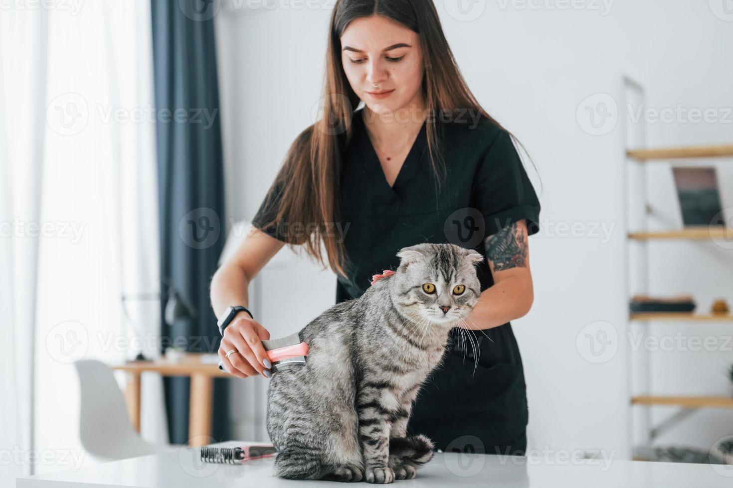 hårvård. skotsk fold katt är i grooming salong med kvinnlig veterinär foto