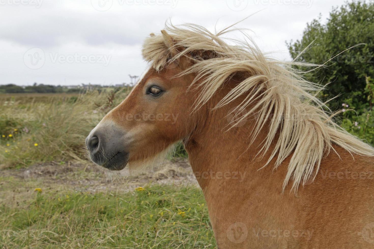 vacker ponny på ett fält nära den irländska kusten foto