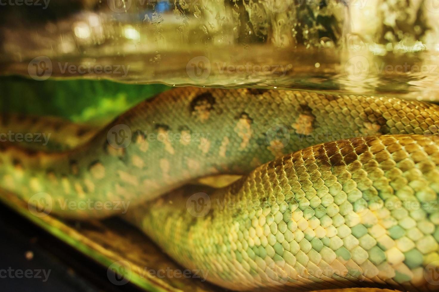 anaconda vatten boa orm på akvariet. foto
