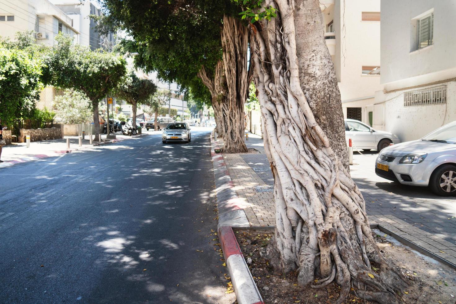 tel aviv, israel, 8 maj 2022. stora ficus- eller banyanträd med vridna rötter på tel-aviv-gatan foto