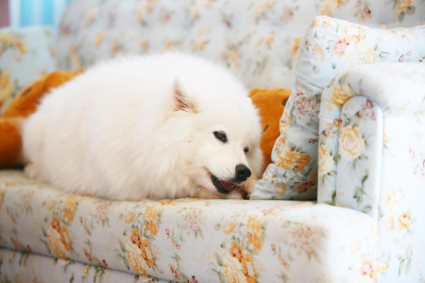 samojed ligger och tuggar godsaker på soffan. hund på soffan. foto