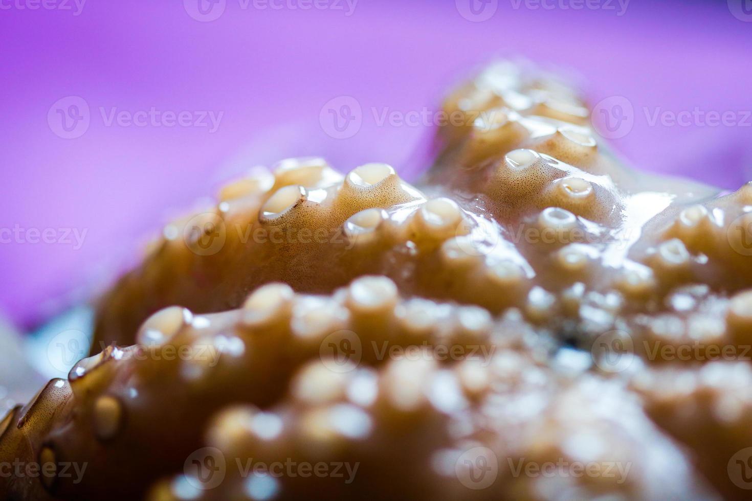 bläckfisk tentaklar på nära håll foto