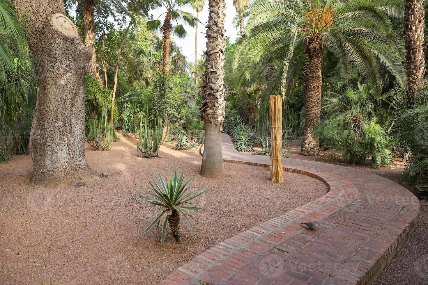 majorelle trädgård i marrakech, marocko foto