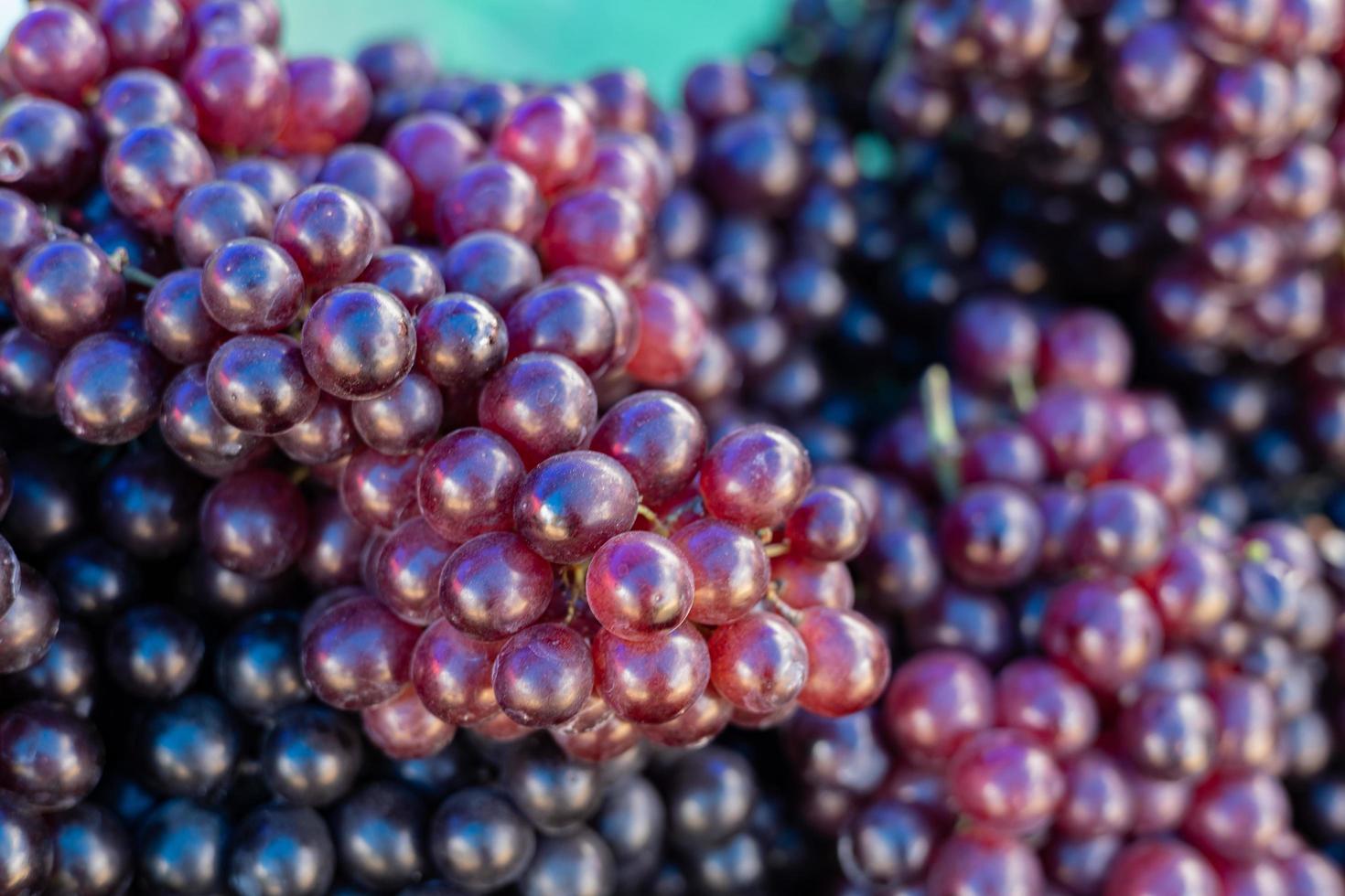 friska frukter röda vin druvor bakgrund foto