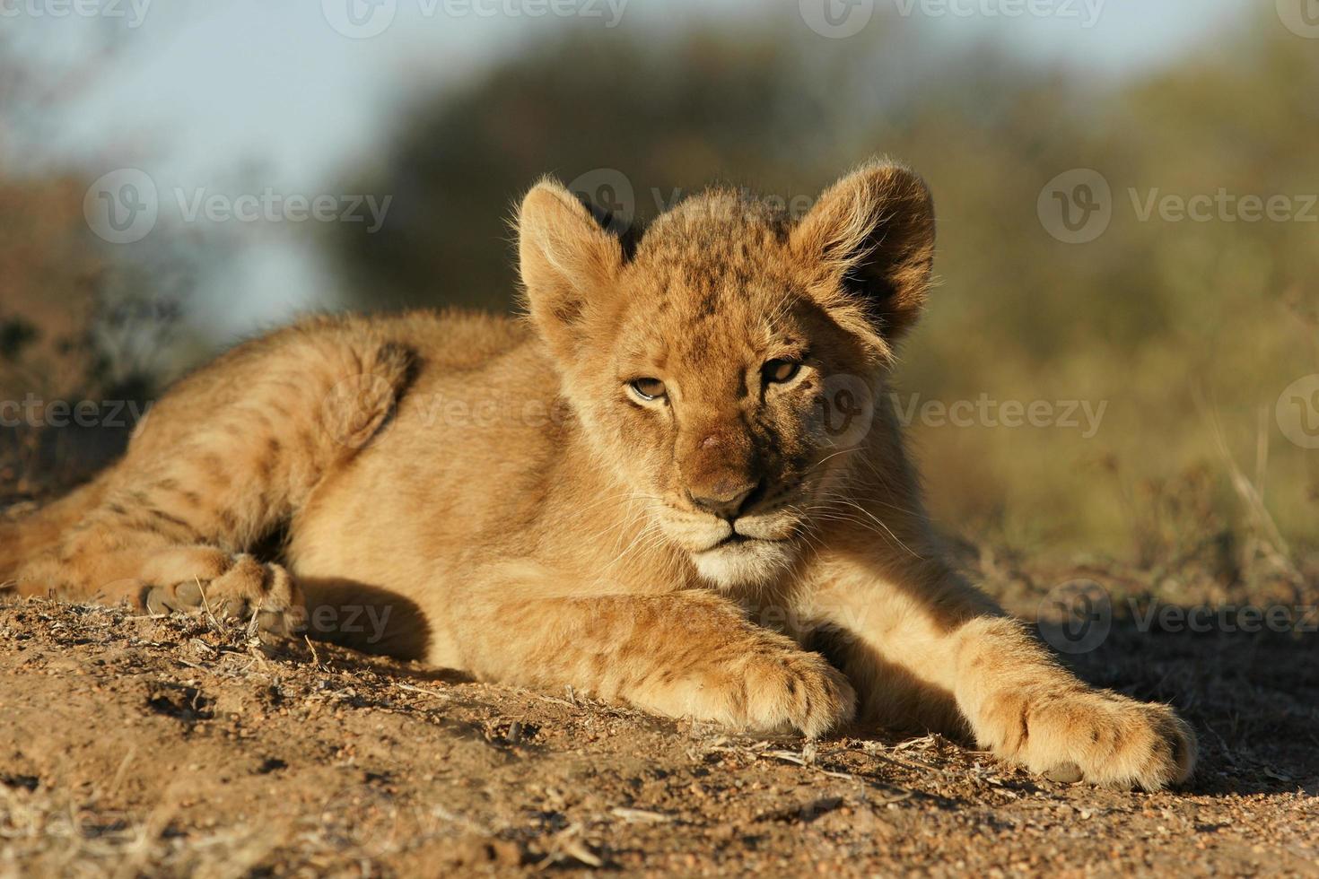 porträtt av en lejon unge foto