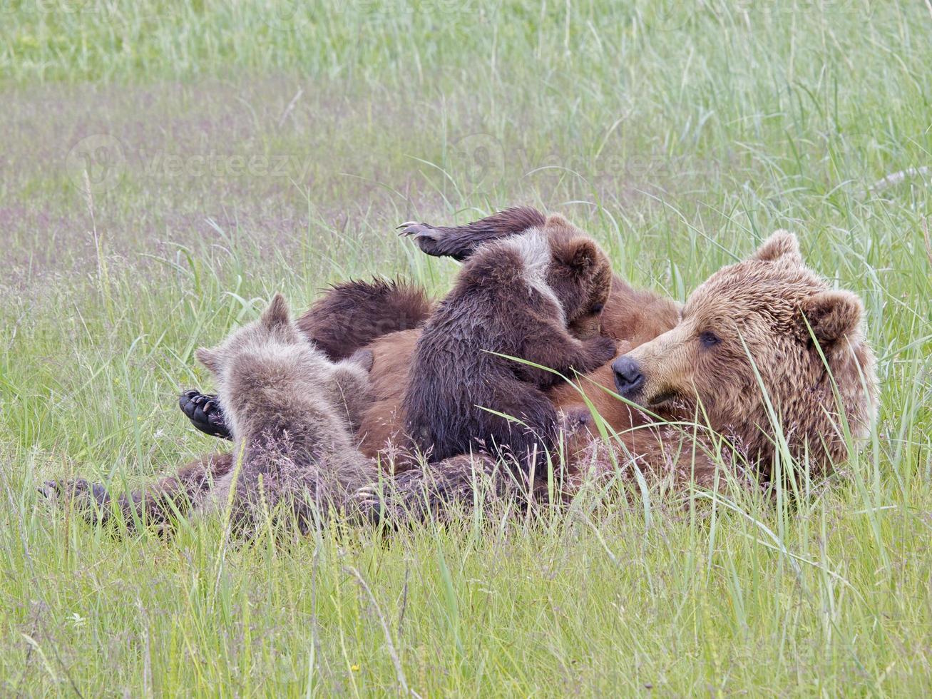 grizzly bear mamma ammar ungar (1) foto