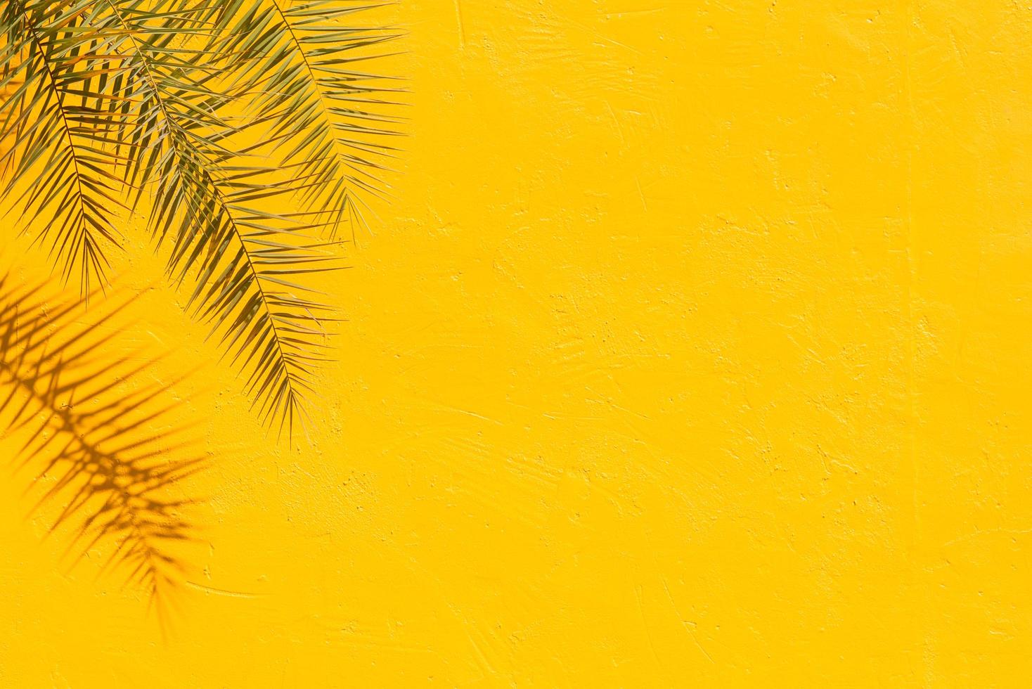 levande gul stuckatur vägg bakgrund och tropiska palmblad växt med kopia utrymme. gul målad cementvägg bakgrundsstruktur. foto