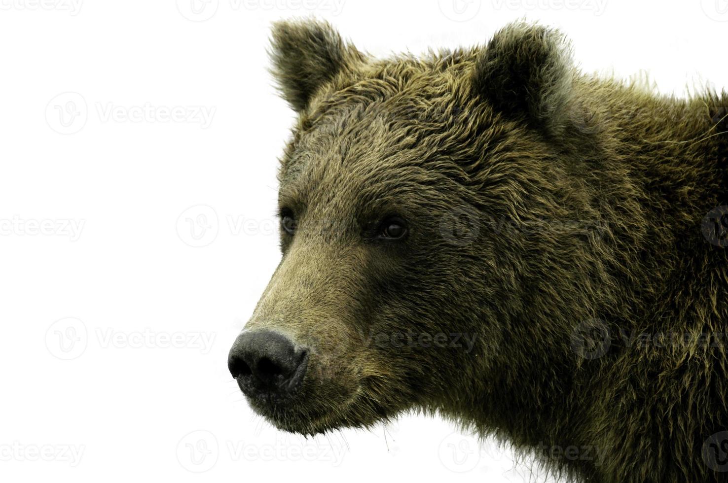 alaskanbjörn på vit bakgrund foto
