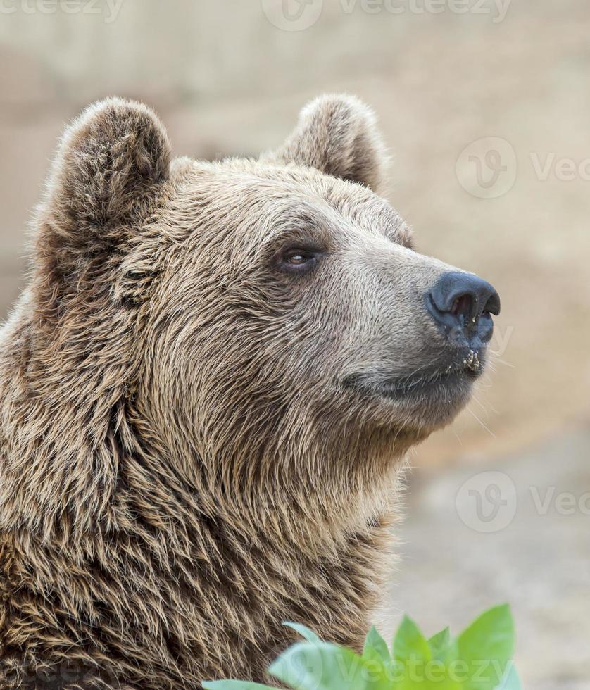 Brun björn foto