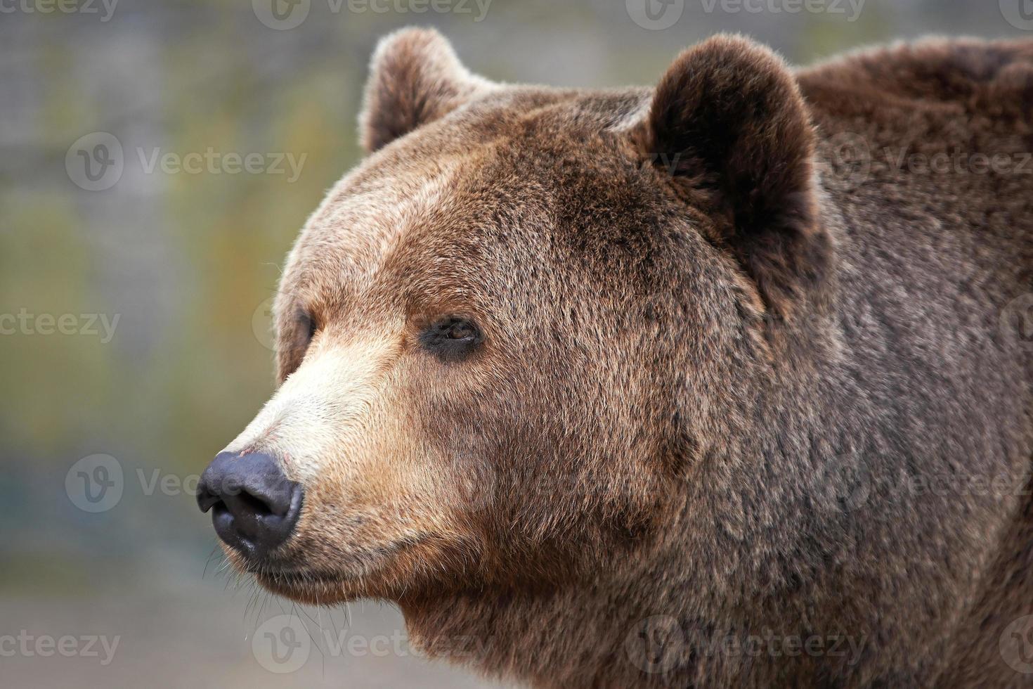 brunbjörn (ursus arctos) foto