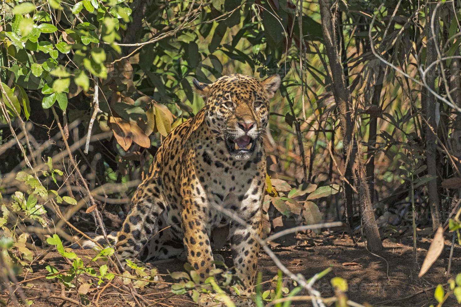 jaguar vrålar i djungeln foto