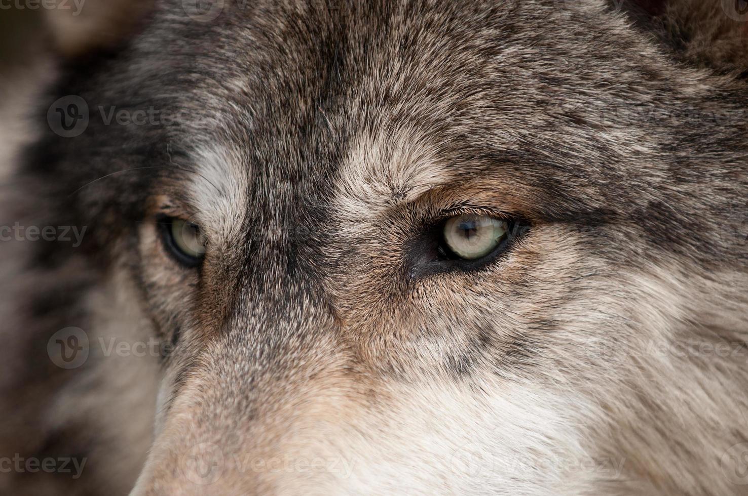 timmerwolf (canis lupus) ögon foto