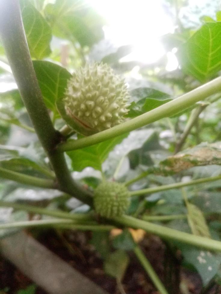 datura, tapeter, skönhetsfoto foto