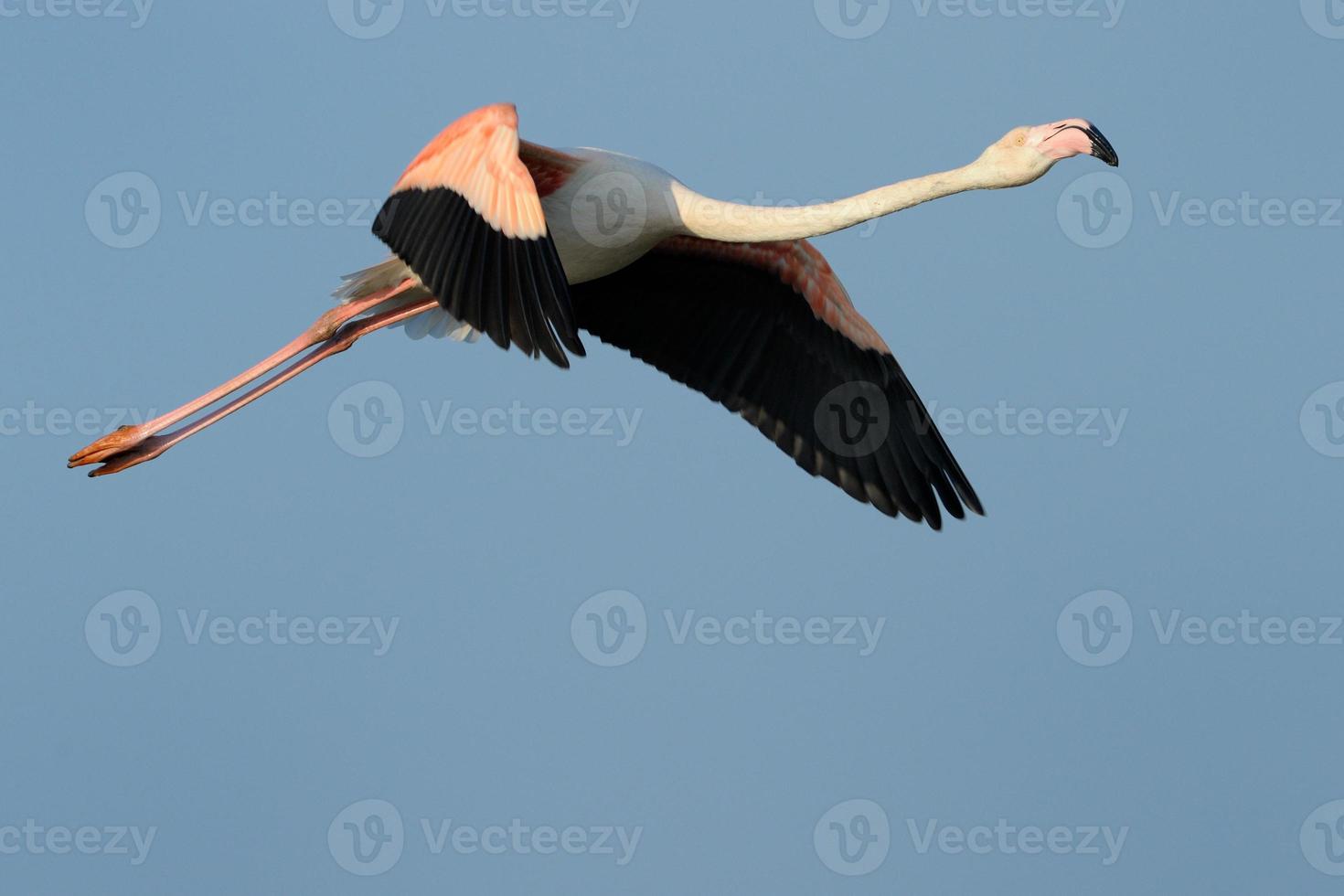 större flamingo som flyger mot blå himmel. foto
