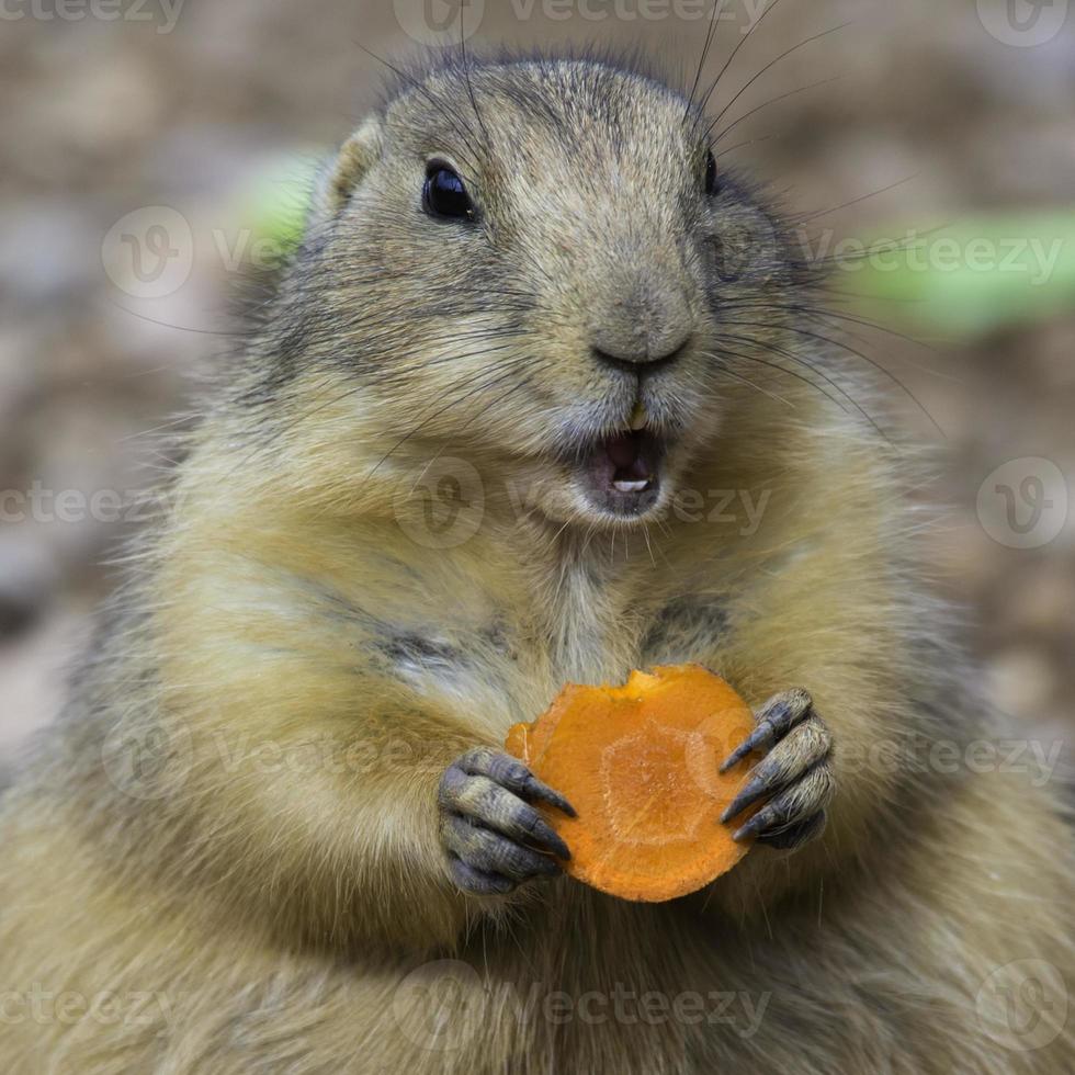 närbild av prariehund som äter morot foto
