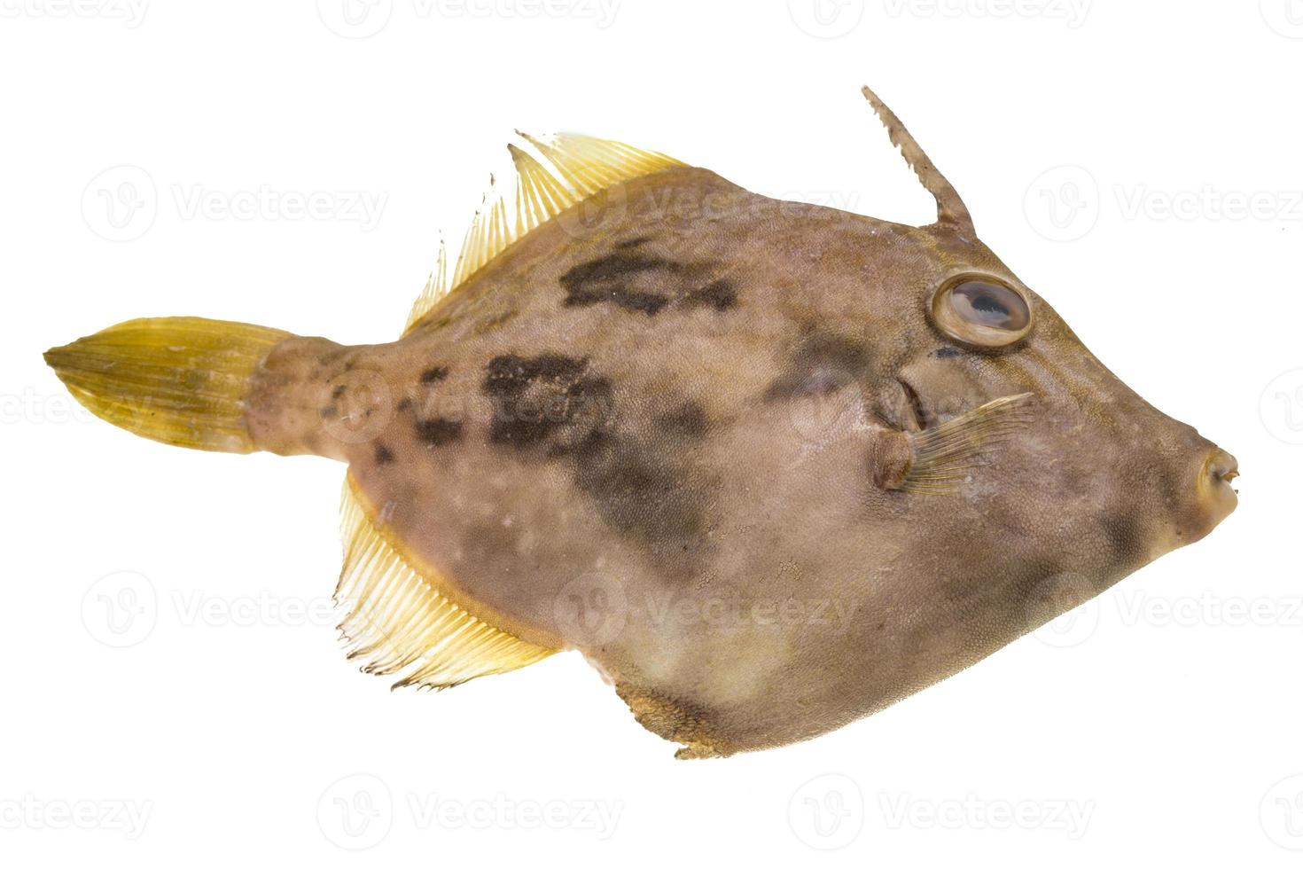 fisk pesce san pietro foto