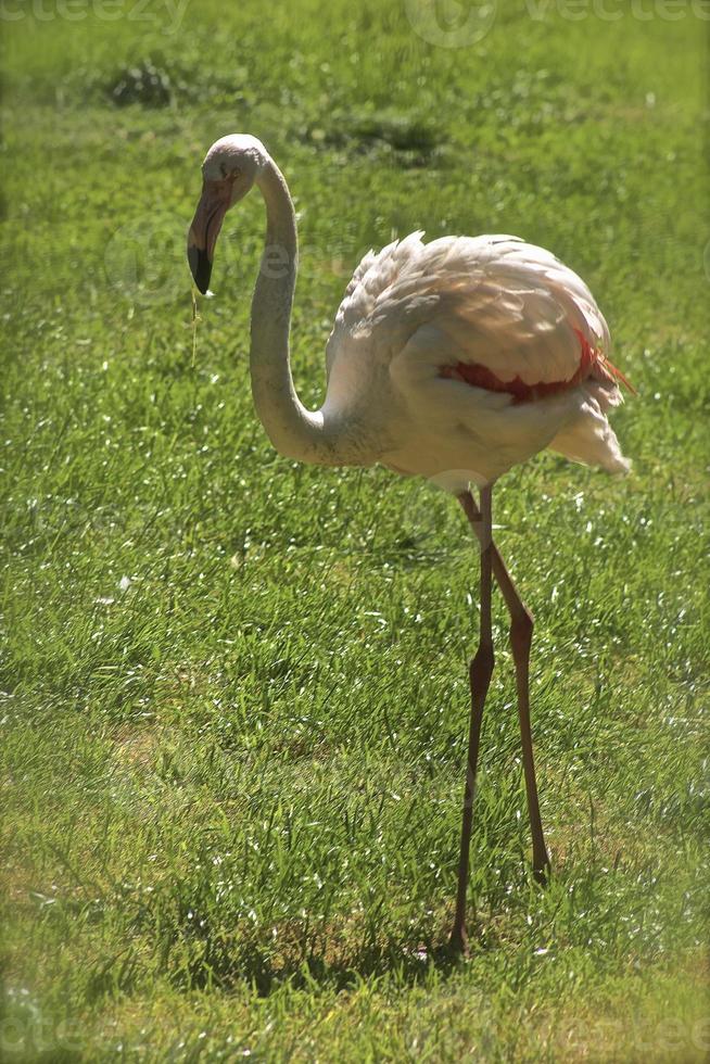 större flamingo foto