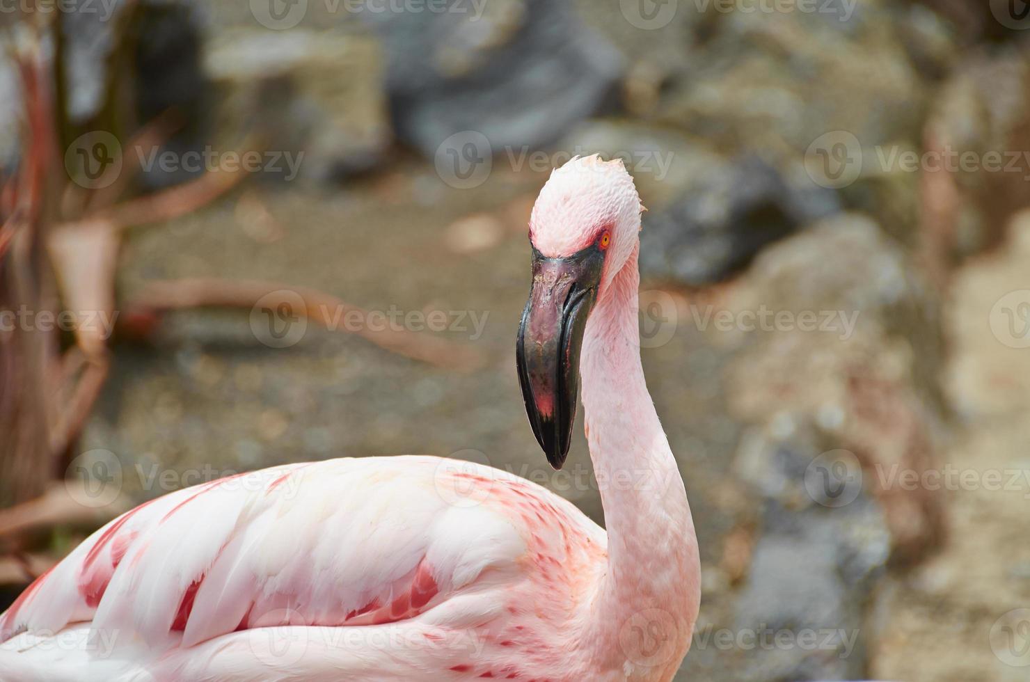 porträtt av en rosa flamingo foto