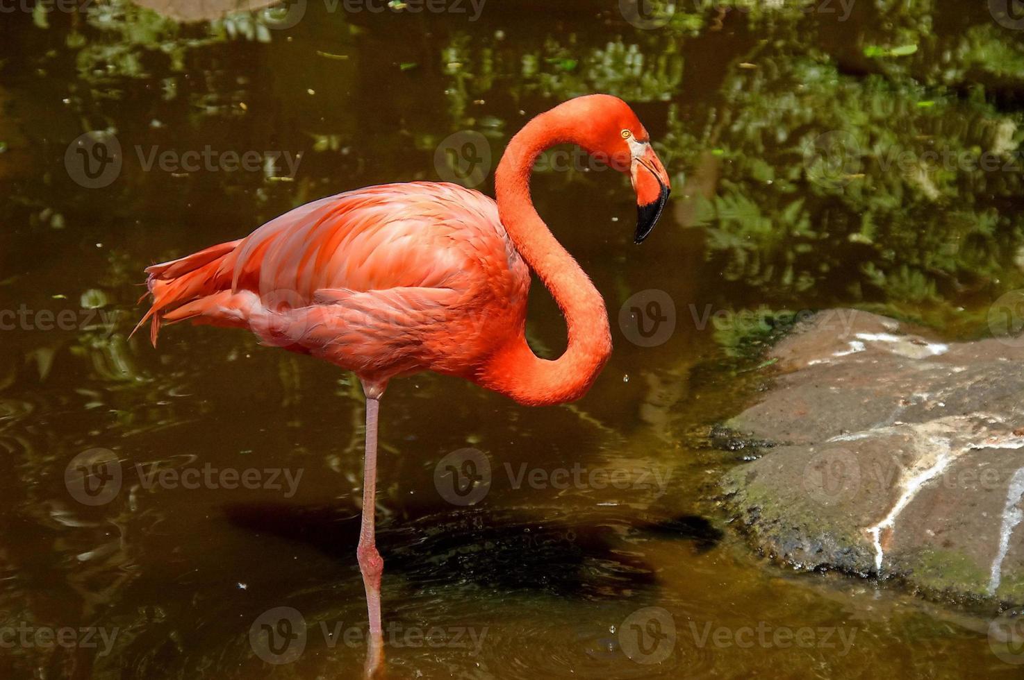 karibisk flamingo foto
