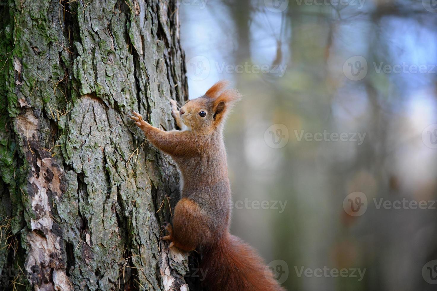 söt röd ekorre klättring på trädstam bark foto