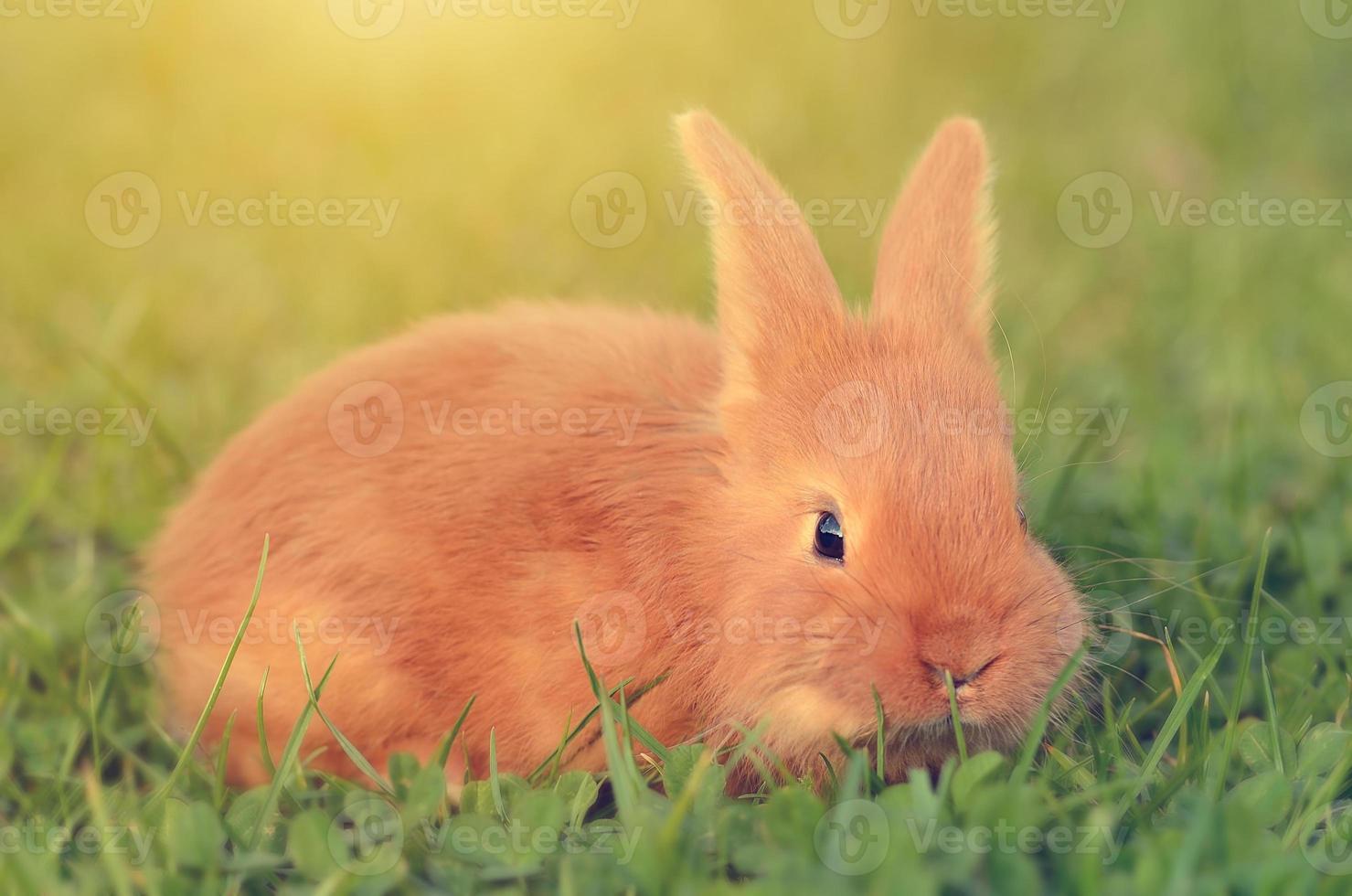 liten kanin på grönt gräs foto
