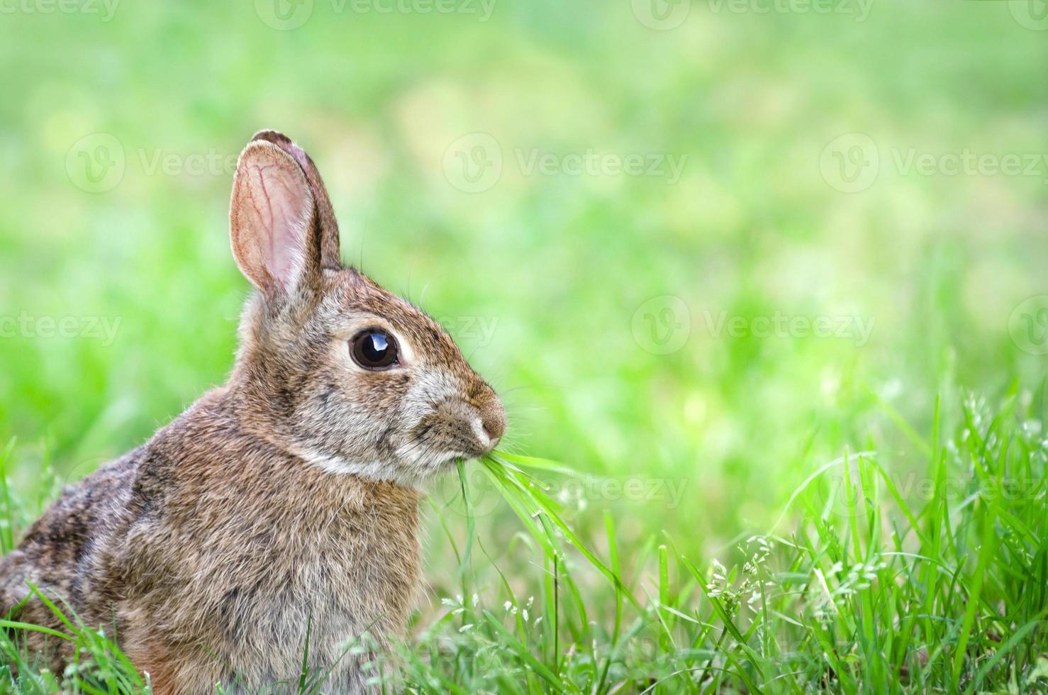 söt bomullsstjärna kanin som gabbar gräs i trädgården foto