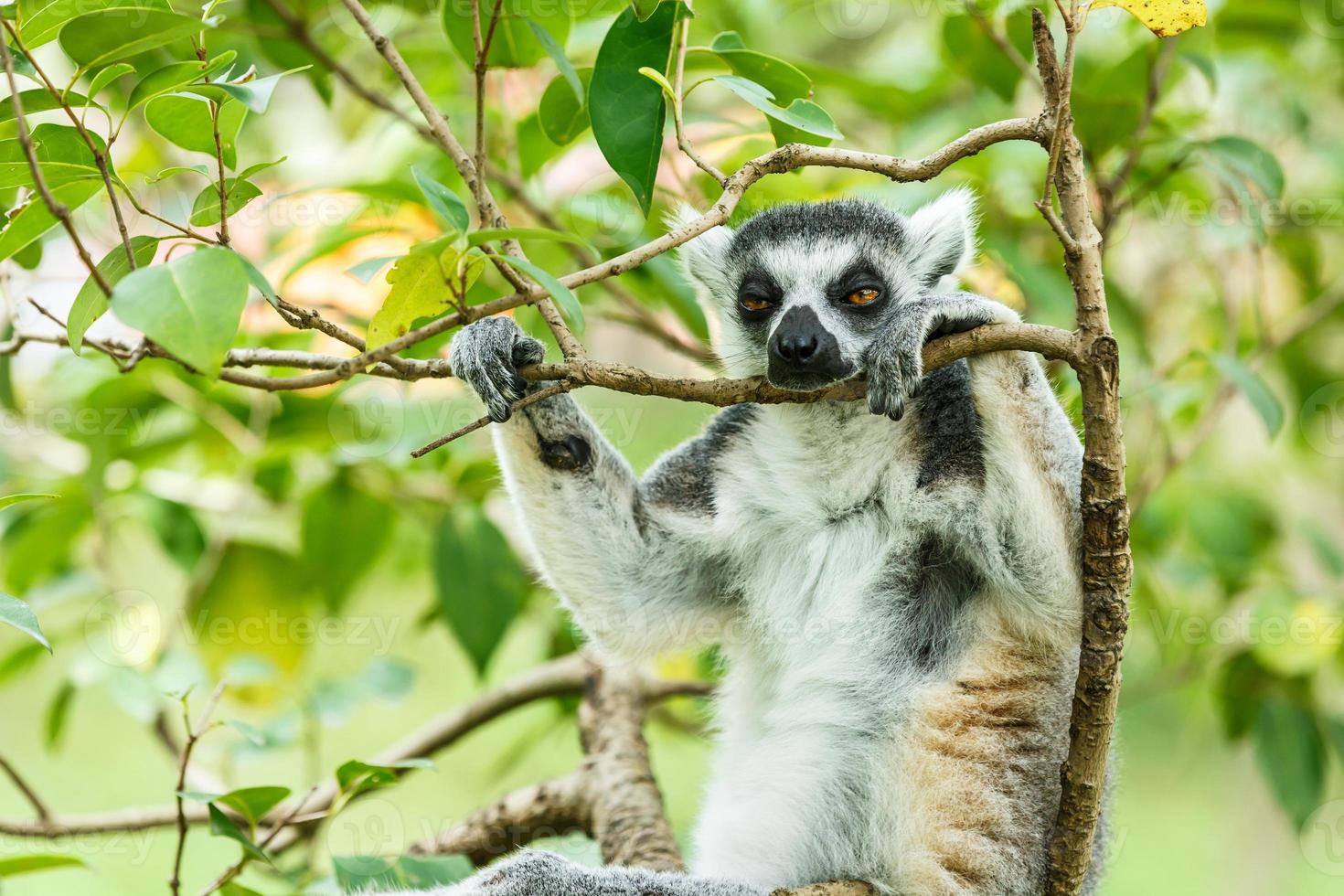 ring-tailed lemur som sover i trädet foto