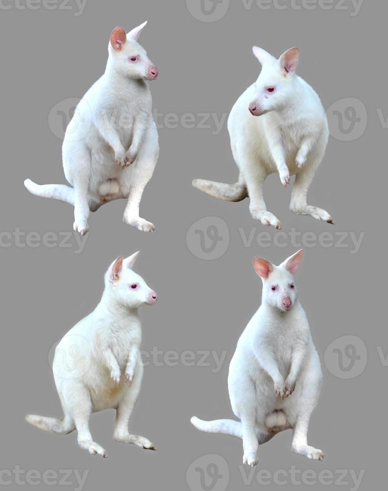 samling av albino wallaby isolerade foto