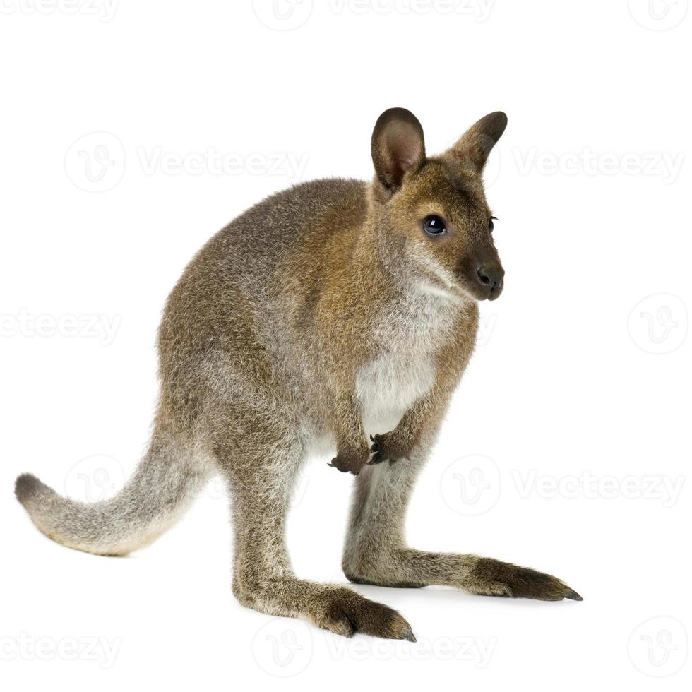 wallaby mot vit bakgrund foto