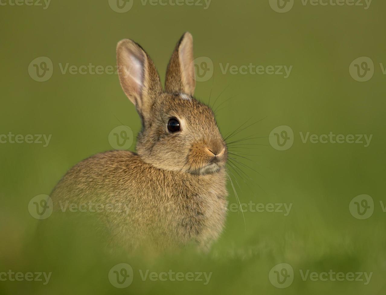söt vild kanin på ängen foto