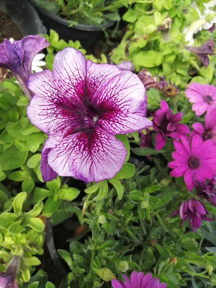 lila petunia blomma foto